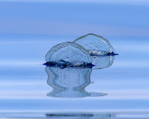 By-the-Wind Sailor, Velella