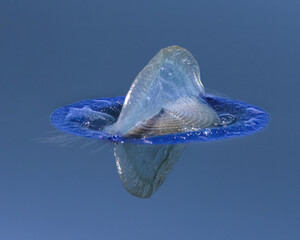 By-the-Wind Sailor, Velella