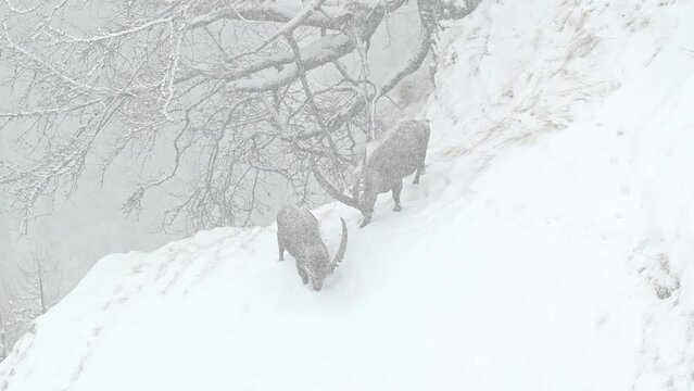 The hit, Alpine ibexes in fight (Capra ibex)