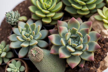 Fototapeta premium variety of succulent plants in a beautiful arrangement. Generative AI