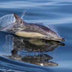 Common Dolphin