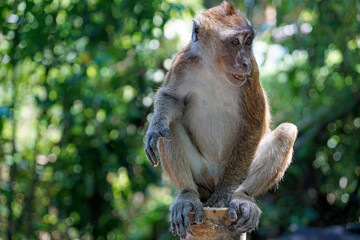 macaque monkey in oslob on cebu island