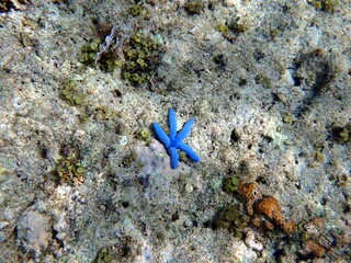 colorful starfish in the pacific ocean at moalboal