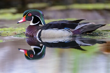 Wood Duck