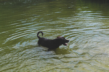 a black dog swims in the river in the summer