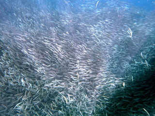 Fototapeta na wymiar huge school of sardines in moalboal on cebu island