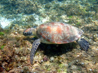 Obraz premium sea turtle in the coast near waters at moalboal