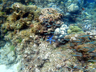 colorful starfish in the pacific ocean at moalboal
