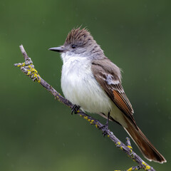Ash Throated Flycatcher