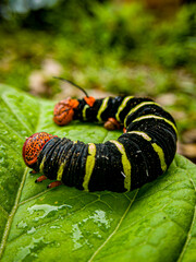 sphinx moth caterpillar