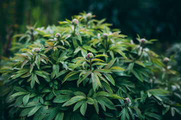 Green bush in the garden in the backyard