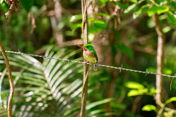 Bird Todus subulatus. Endemic to the Dominican Republic.