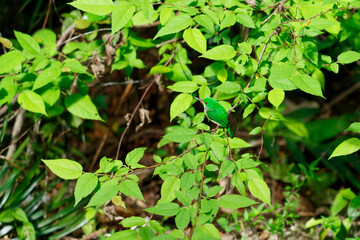 Bird Todus subulatus. Endemic to the Dominican Republic.