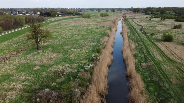 Single tree, wet meadows and Widawa river in Wroclaw, Poland. General landscape in Spring.