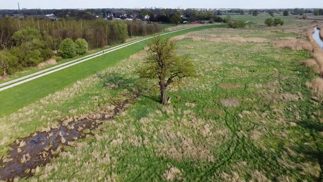 Single tree, wet meadows and Widawa river in Wroclaw, Poland. General landscape in Spring.