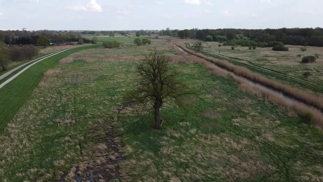 Single tree, wet meadows and Widawa river in Wroclaw, Poland. General landscape in Spring.