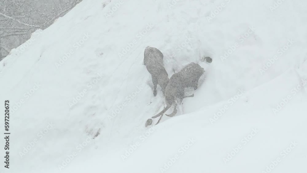 Wall mural battle on snow, ibexes males fighting (capra ibex)