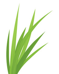 Obraz premium blades of green grass - vector illustration