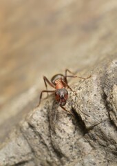 ant Formica rufa Linnaeus on a stone