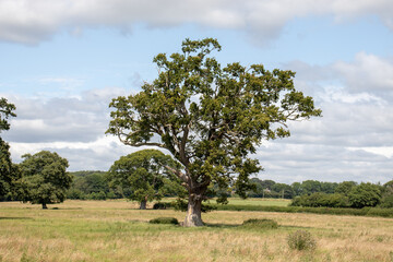 Old oak tree in the meadow.