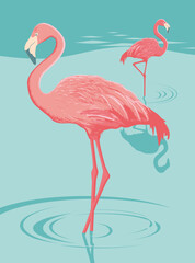 Flamants roses 