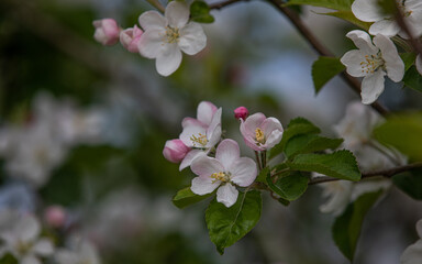 Apfelblüte