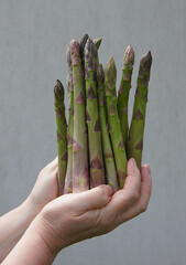 Fresh asparagus in hands