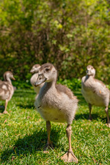 goose and ducklings