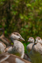 duck and ducklings