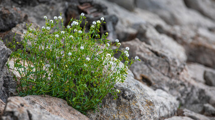 Obraz premium Schmalblättriges Greiskraut