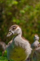 portrait of a duck