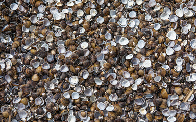 Muscheln am Strand