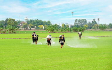 Thai farmer spray herbicides Farmers spray insecticides in rice fields.