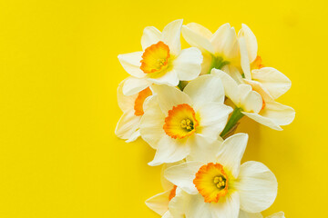 A bouquet of yellow daffodils flowers isolated on a yellow background. Flat lay, top view. Place for inscriptions.