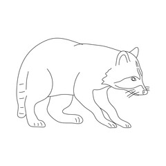 Raccoon in line art drawing style. Vector illustration.