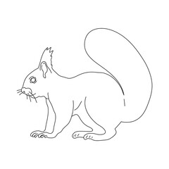 Squirrel in line art drawing style. Vector illustration.