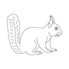 Sketch of Squirrel. Hand drawn vector illustration.