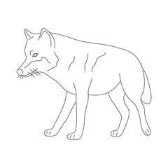 Wolf in line art drawing style. Vector illustration.