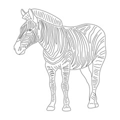 Zebra in line art drawing style. Vector illustration.