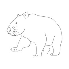 Sketch of Wombat. Hand drawn vector illustration.