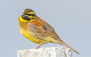 A cirl bunting (Emberiza cirlus)