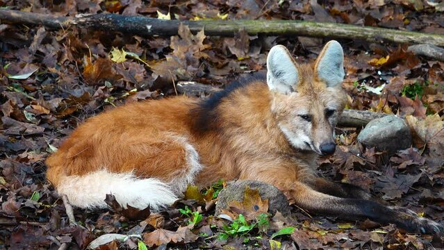 close up of maned wolf (chrysocyon brachyurus)  in natural habitat