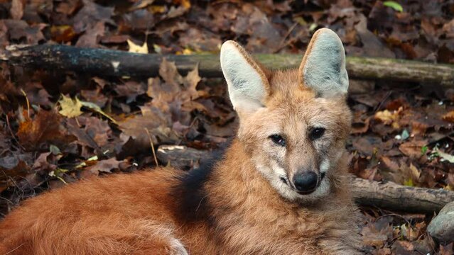 close up of maned wolf (chrysocyon brachyurus)  in natural habitat