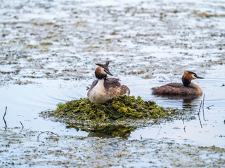 Great Crested Grebe, Podiceps cristatus, water bird sitting on the nest, nesting time on the green lake