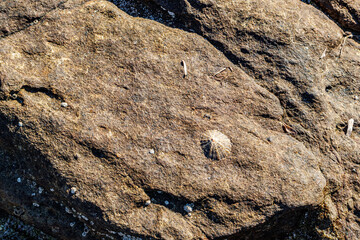 Close up of limpet (patella vulgata) attached to a rock, Sardinia, Italy