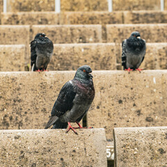 pigeons on the street