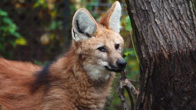 close up of maned wolf (chrysocyon brachyurus)  in natural habitat