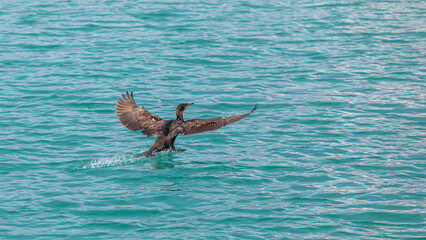 Kormoran landet im Wasser