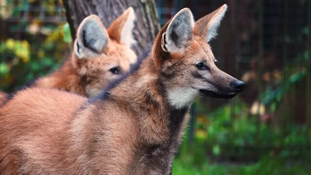 close up of maned wolf (chrysocyon brachyurus)  in natural habitat. slow motion