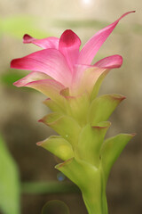 Obraz premium Curcuma mangga Valeton & Zijp flower. In the garden.